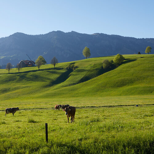 Dairy farmers