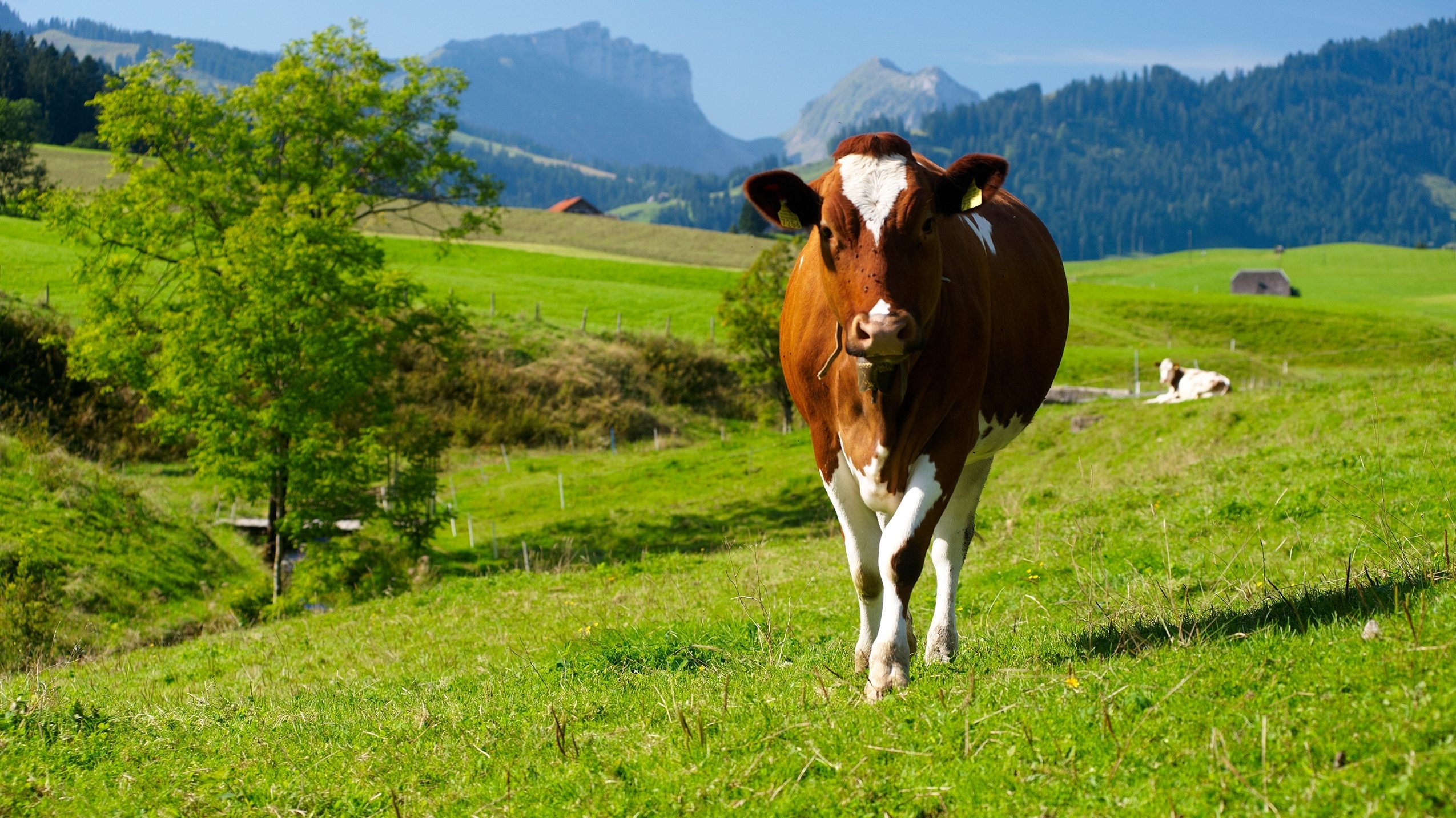 Einsame Kuh auf Weide (nur Bild) TEST