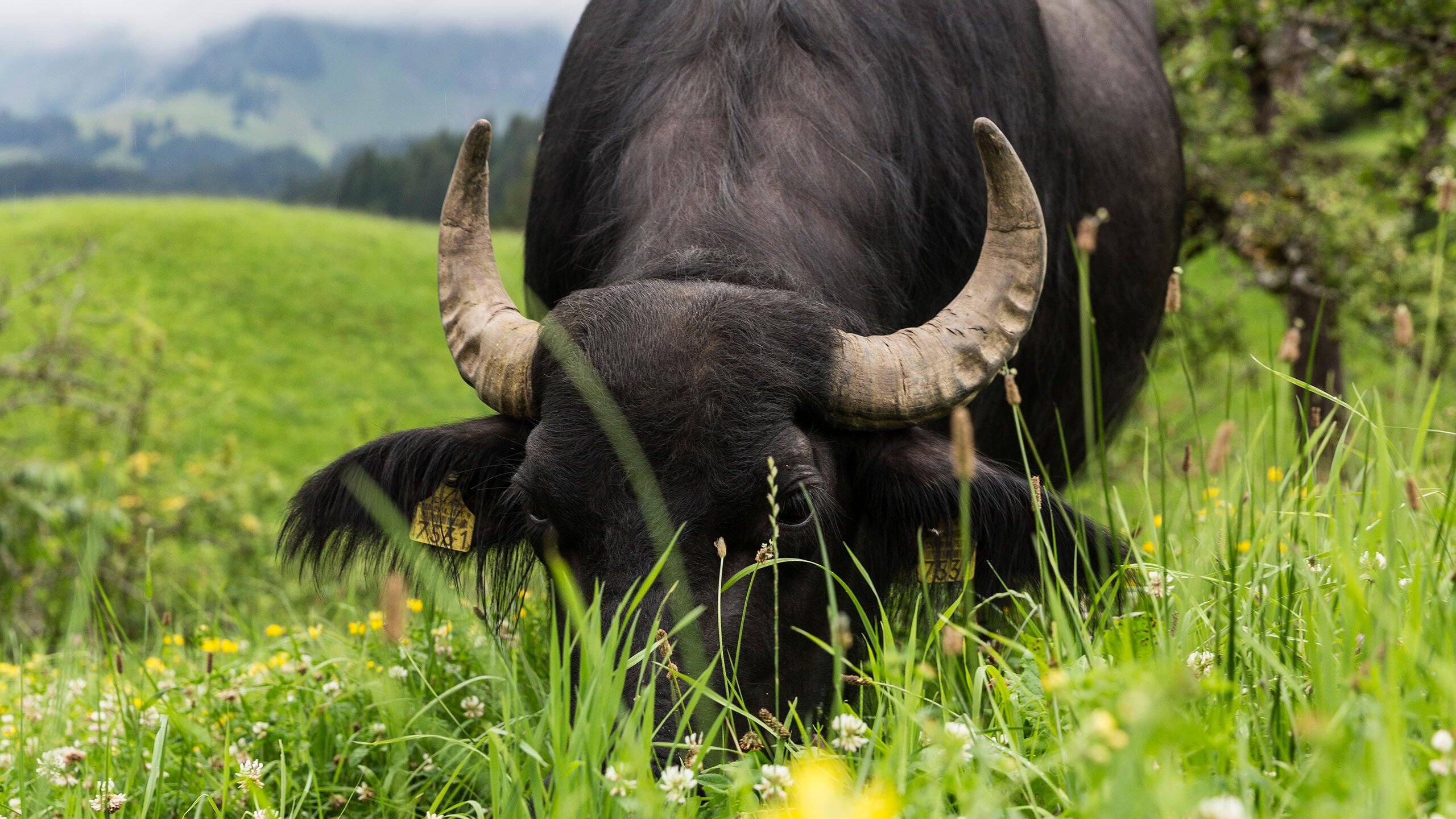 Wasserbüffel (nur Bild)